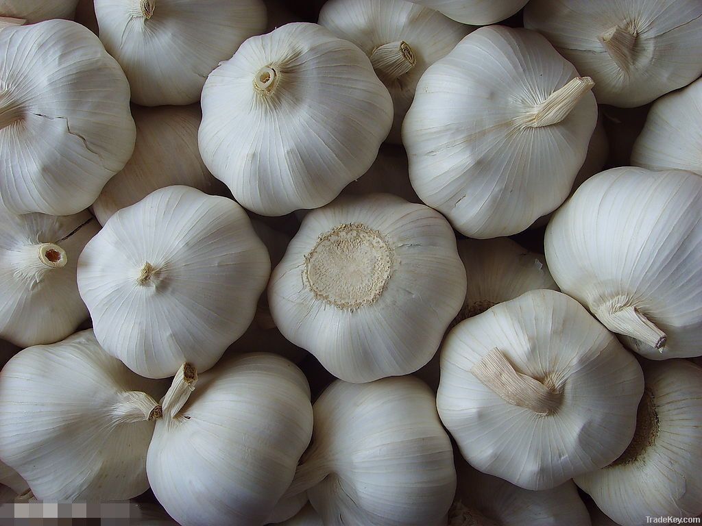 Garlic