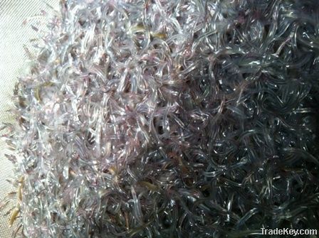 Glass eels