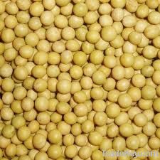 soybean