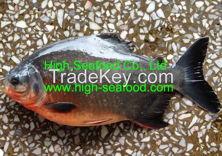 Red Pacu whole round