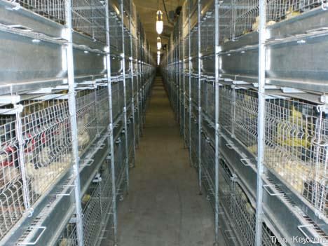 Cage Equipment for Broilers Growing