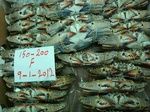 Sea Crabs - Vietnam