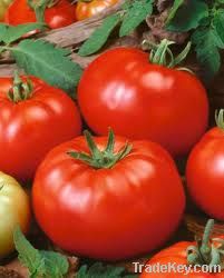 Prada F1 Hybrid Tomato Seeds