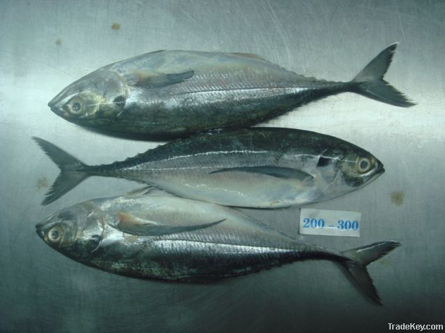 Frozen Horse Mackerel