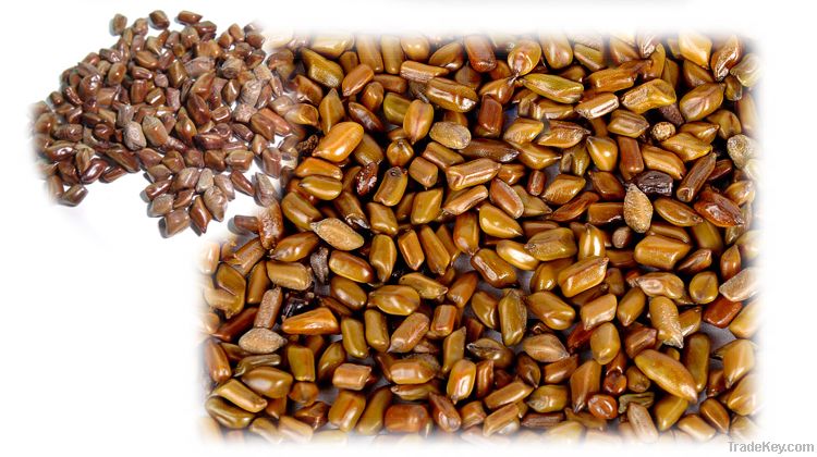 Cassia Seed