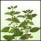 Basil (Sweet) (Ocimum basilicum)