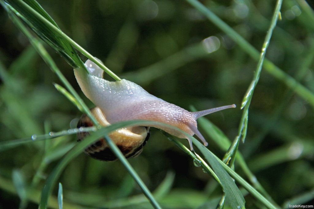 Fresh Helix Aspersa Muller Snail