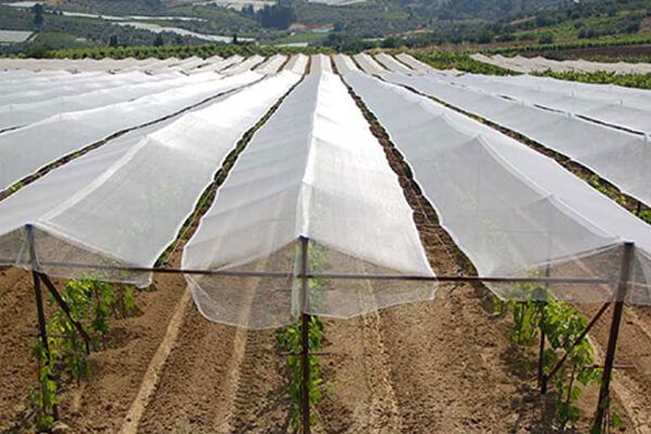 ANTI HAIL NETTING / NETTING FOR PLANT PROTECTION /PLANT PROTECTION NET FROM HAIL DAMAGE