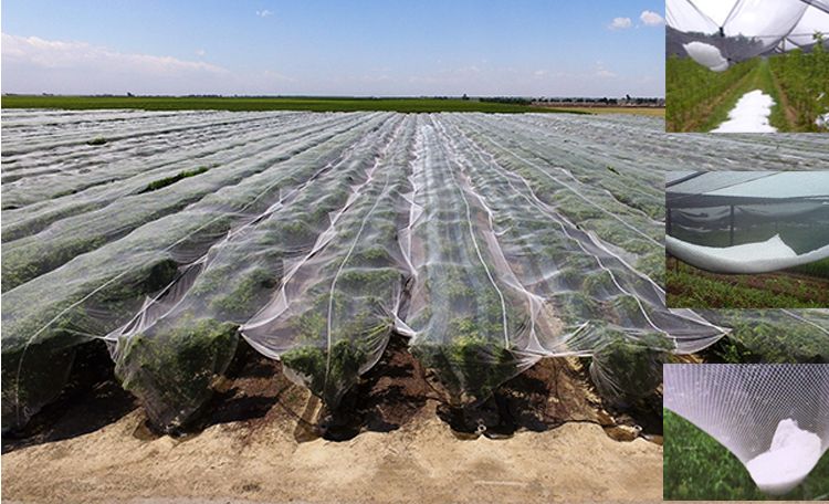 ANTI HAIL NETTING / NETTING FOR PLANT PROTECTION /PLANT PROTECTION NET FROM HAIL DAMAGE