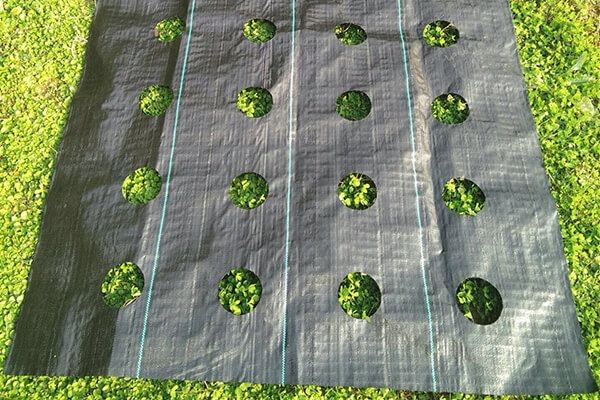 PP WOVEN WEED CONTROL FABRIC / WOVEN WEED MAT FOR GROUND COVER / LANDSCAPE FABRIC