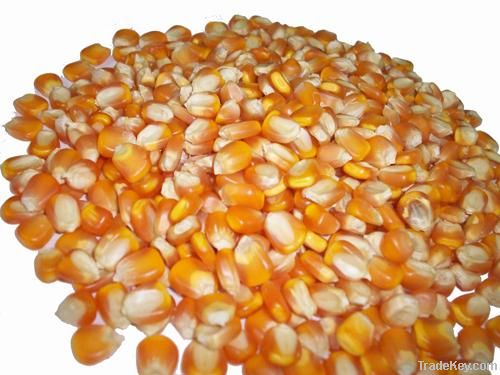 Maize | Maize Exporter | Corn Grain Seller | Maize Buyer | Bulk Maize Grain Importer | Corn bean Buyer | Corn bean Wholesaler | Corn Grain Manufacturer | Best Quality Corn Grain | Cheap Maize Supplier | Low Price Corn | Yellow Corn | White Cron | Baby Mai