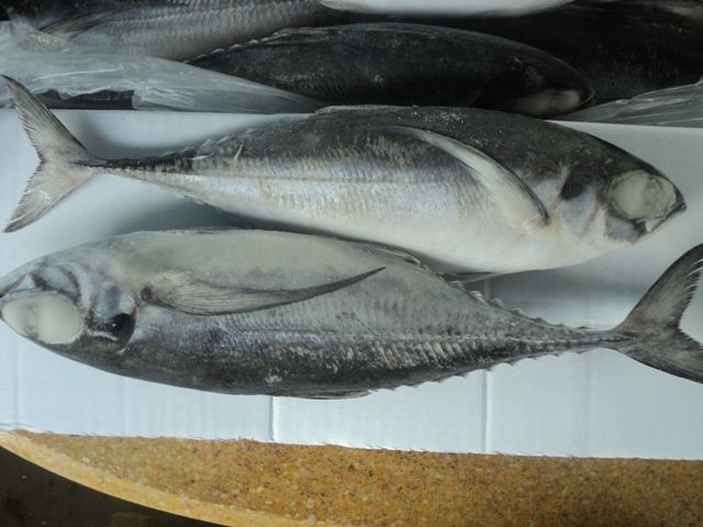 Horse Mackerel Fish / Frozen Fish