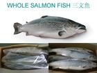 Frozen Whole Salmon Fish