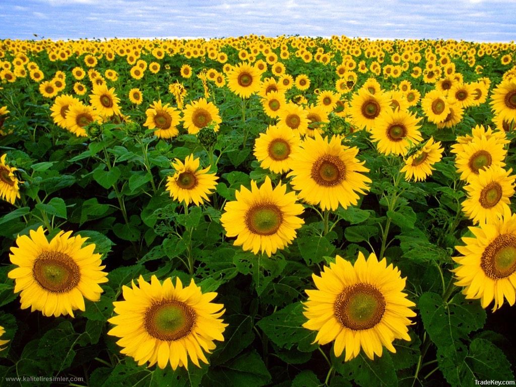 Export Refined Sunflower Oil | Pure Sunflower Oil Suppliers | Refined Sunflower Oil Exporters | Refined Sunflower Oil Traders | Refined Sunflower Oil Buyers | Pure Sunflower Oil Wholesalers | Low Price Sunflower Oil | Best Buy Sunflower Oil | Buy Sunflowe