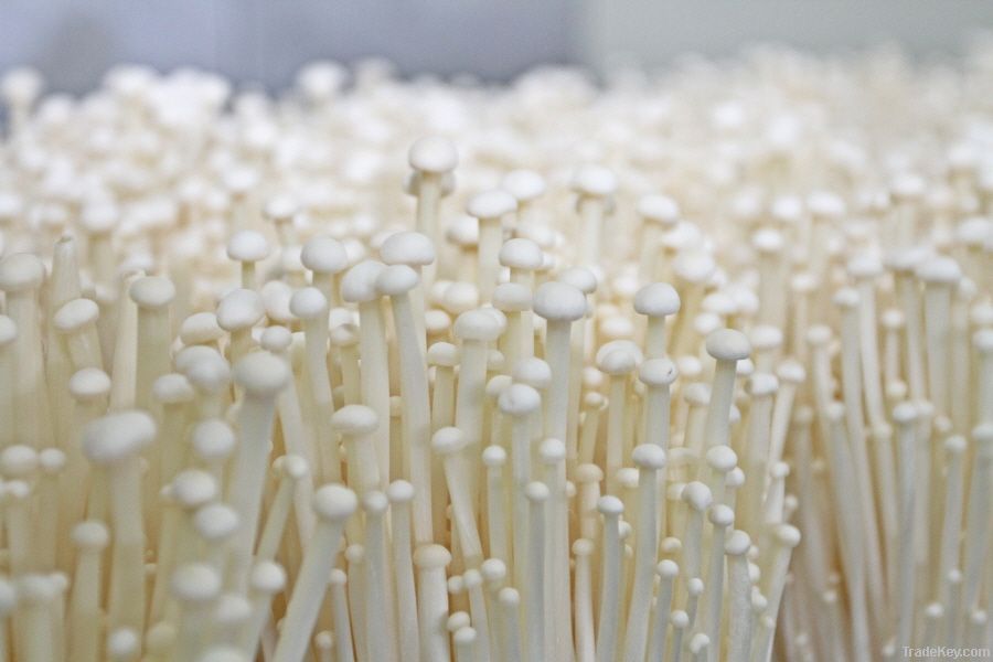 Fresh Enoki Mushroom - From Korea 100% ORGANIC