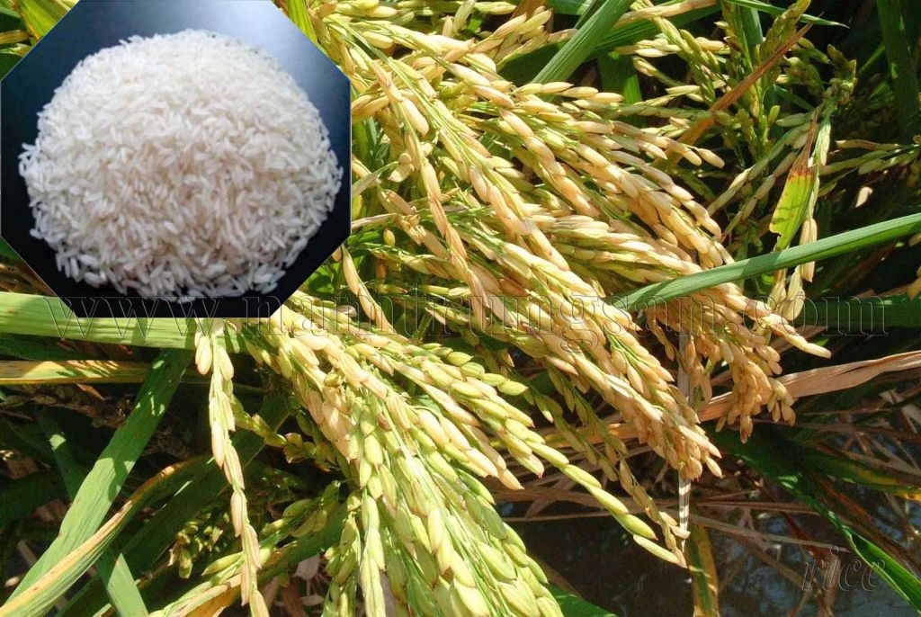 viet nam white rice long grain 5% broken 