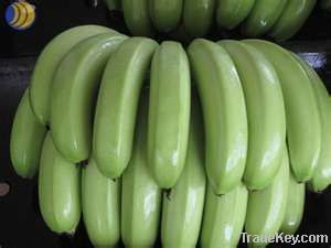 Premium Quality Fresh Cavendish Banana