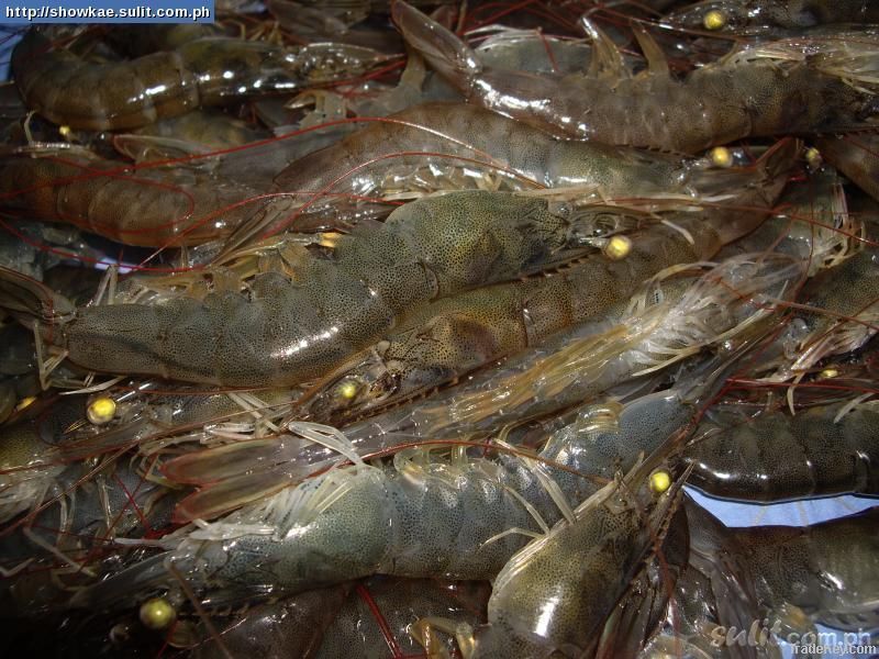 Frozen And Fresh Prawns