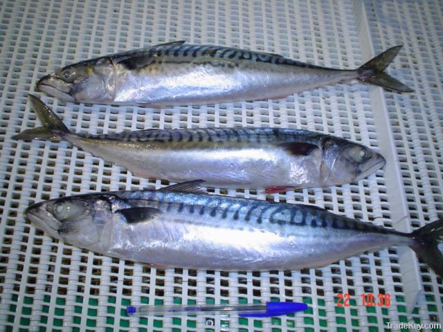 ATLANTIC MACKEREL