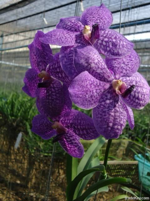 Vandas orchid