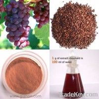 Grape Seed Extract