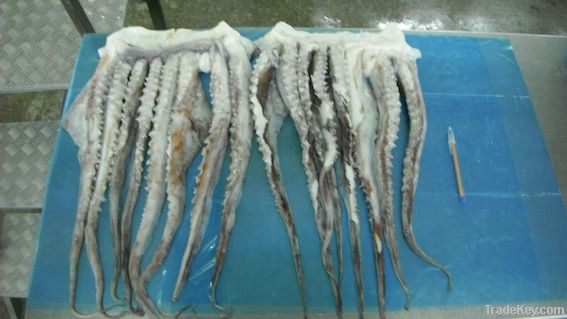 Frozen Jumbo Squid tentacles