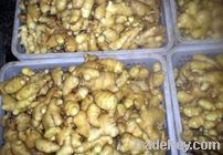 2012 New dried ginger from china