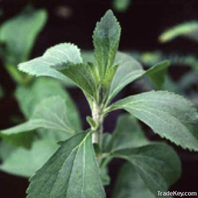 Pure Stevia Extract Powder