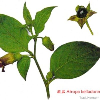 Belladonna Extract Powder