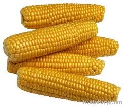 Yellow Corn