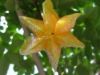 Fresh Carambola (Star Fruits) from Taiwan