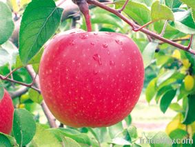 red fuji apple