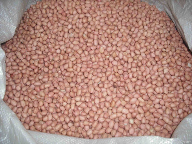 Quality Red Skin Peanuts