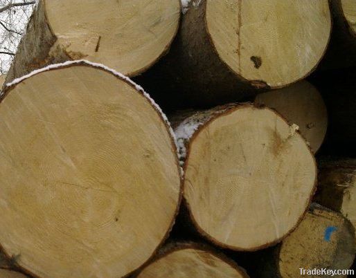 Pine Log For Sale (Abies Alba)