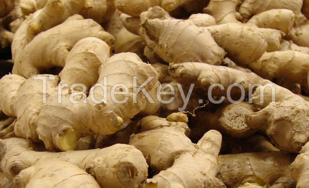 Garden Fresh Ginger 