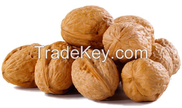 Walnuts in shell or kernel so good quality and cheap price