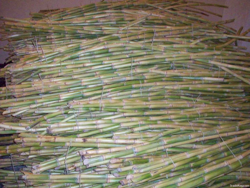 Fresh sugarcane stems suppliers egypt, Fresh sugarcane stalks for juice