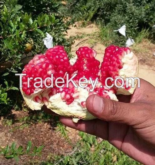 Fresh pomegranate suppliers , Egyptian fresh pomegranate , fresh pomegranate farms 