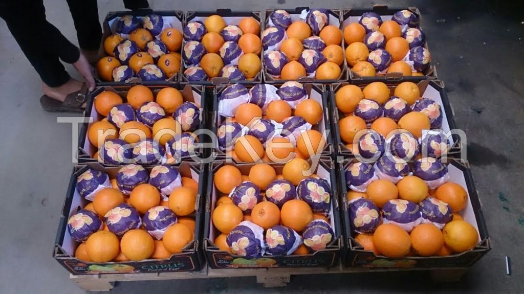 fresh oranges egypt, egyptian fresh orange