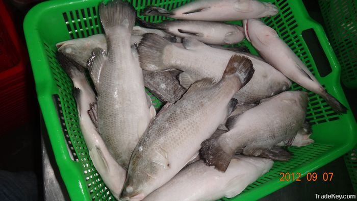 Asian Sea Bass Lates calcarifer Barramundi