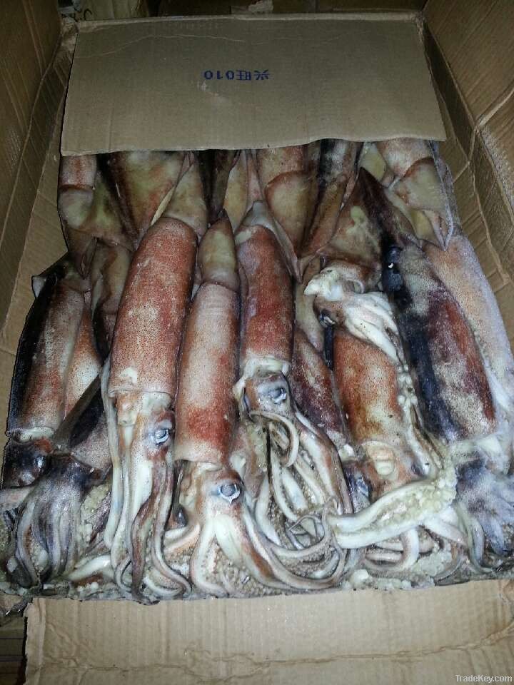 Japanese squid