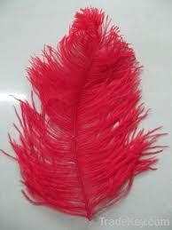 Ostrich Feather