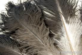 Natural Ostrich Feather