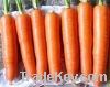 fresh carrot