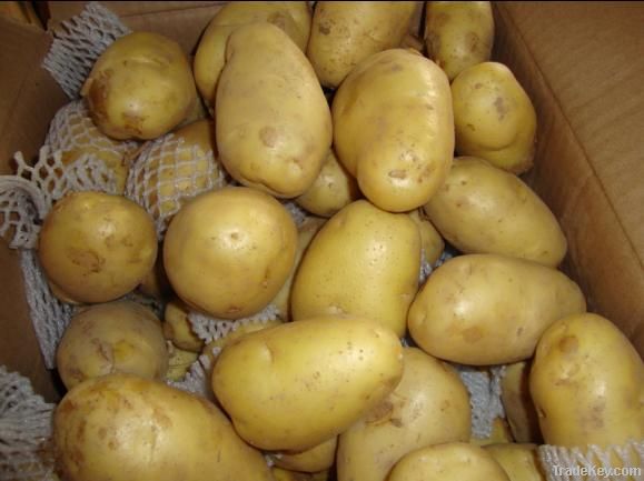 Fresh Netherlands 7 Potato