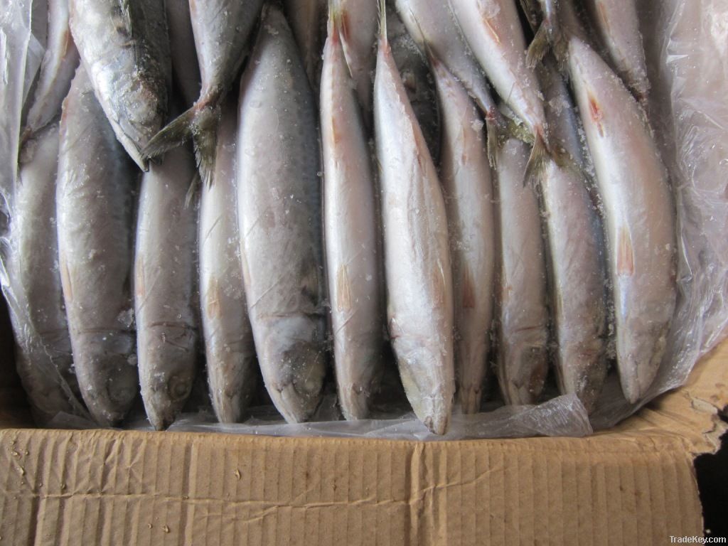 frozen mackerel w/r