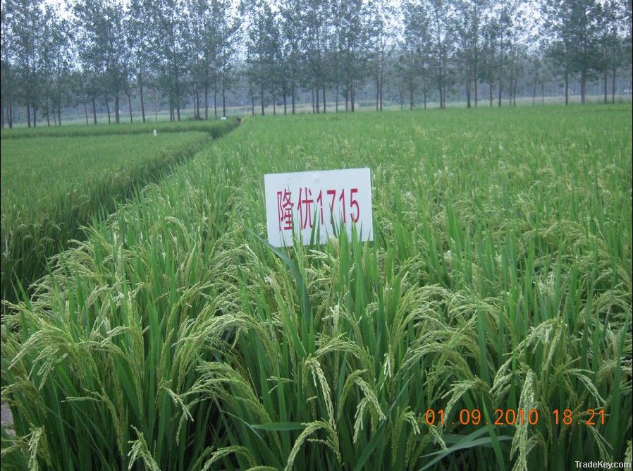 hybrid rice seed