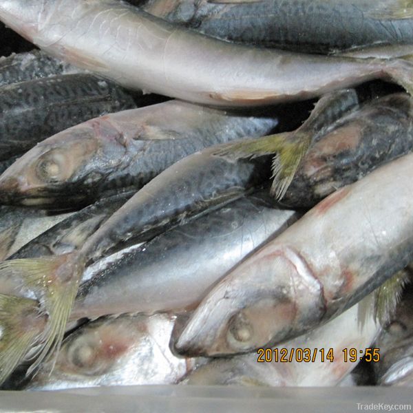 Frozen Pacific Mackerel