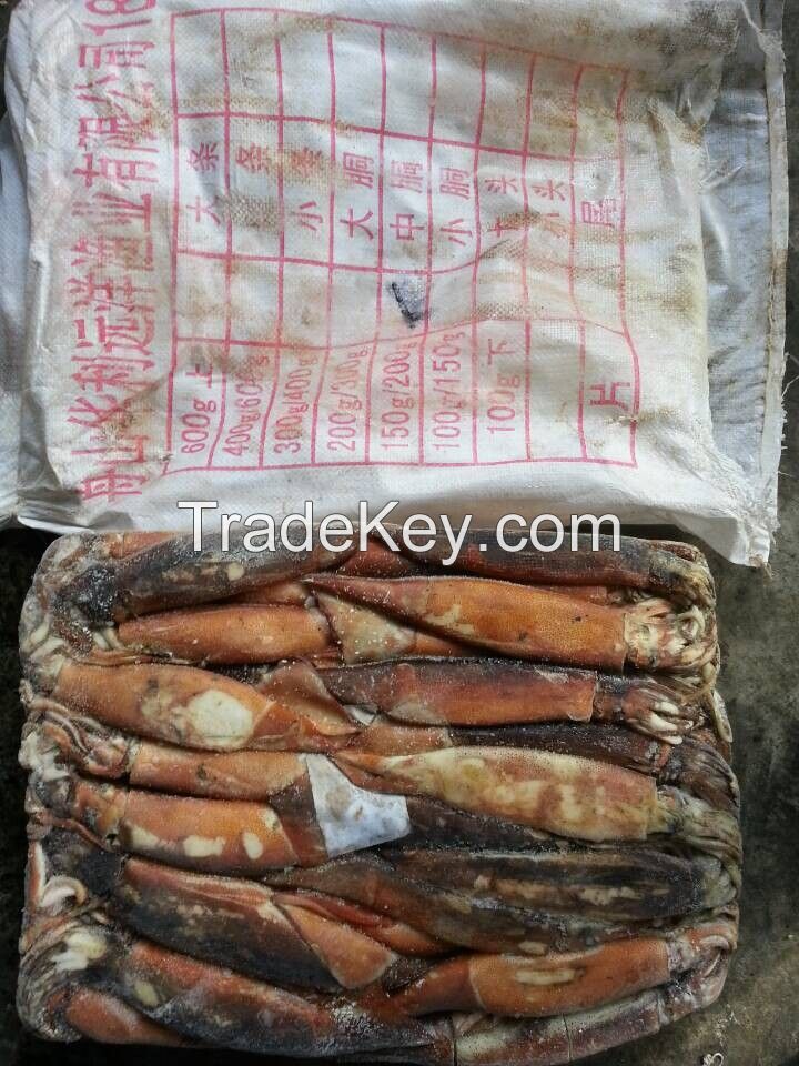 seafrozen argentina illex squid wholesale The Newest Stock