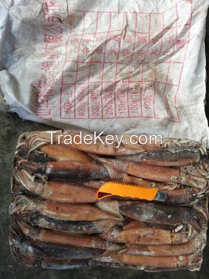 seafrozen argentina illex squid wholesale The Newest Stock